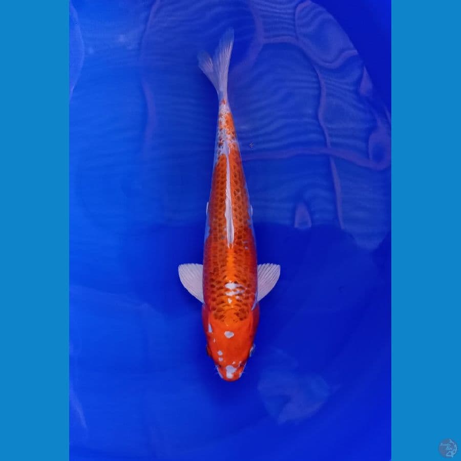 kujaku 32 cm