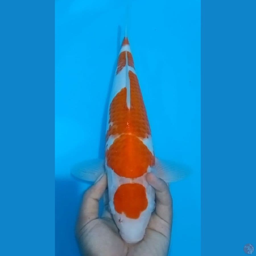Maruten kohaku