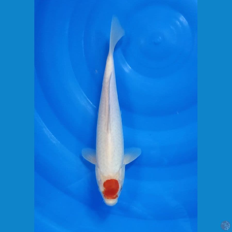 Tancho kohaku size 33 cm