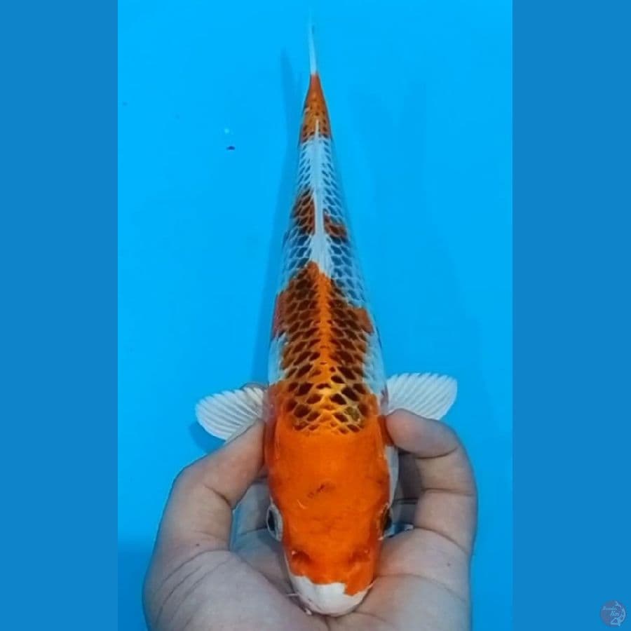 24 Cm- Kujaku Andalan