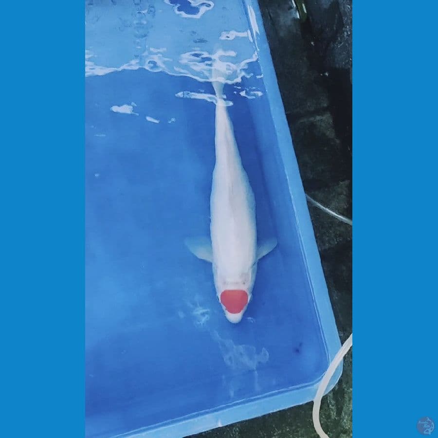 TANCO KOHAKU SQ 37 CM