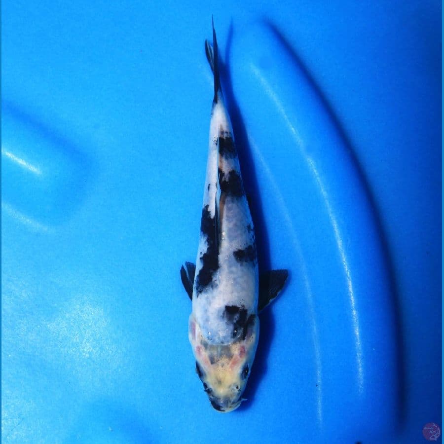 Shiro Utsurii 16cm