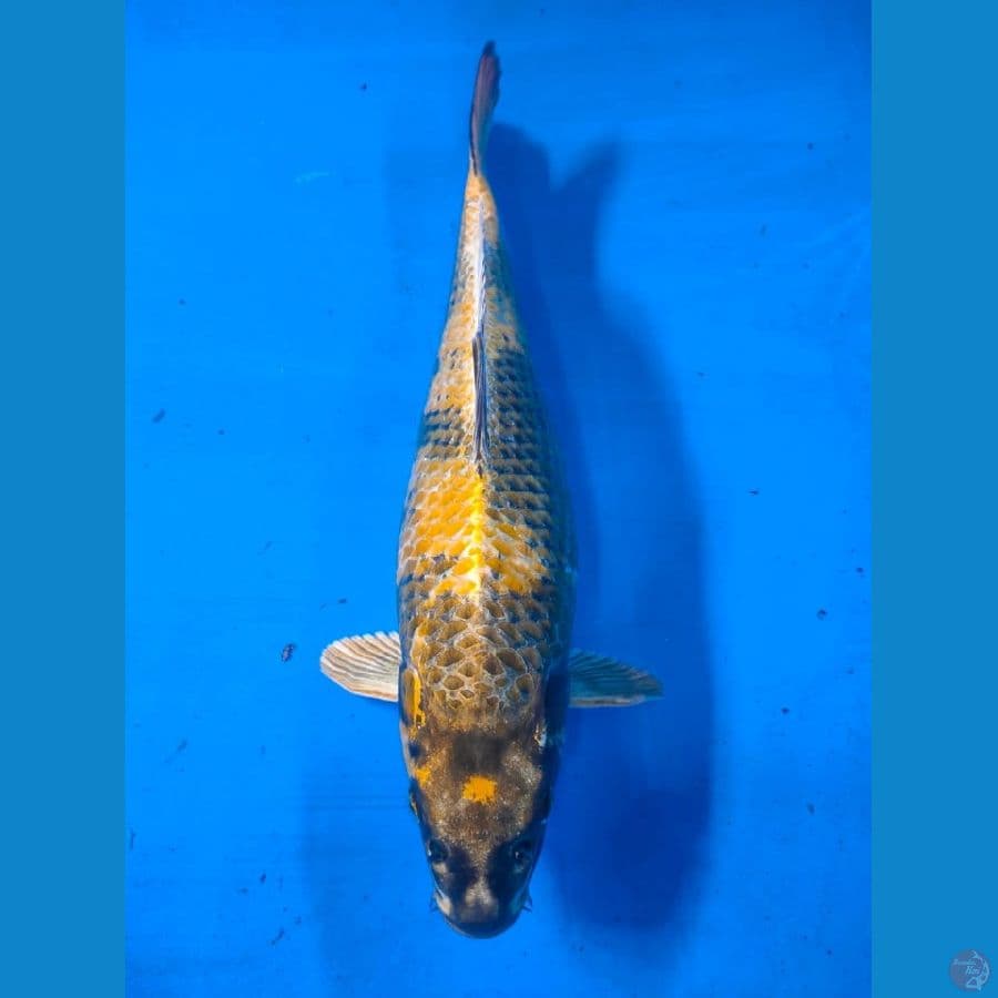 KIN SHIRO 43 CM