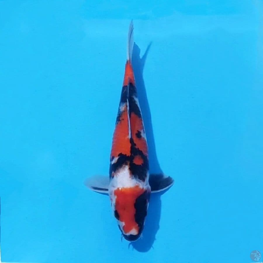 5. SHOWA SANSHOKU 26 CM FEMALE