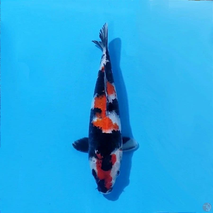 4. SHOWA SANSHOKU 28 CM FEMALE