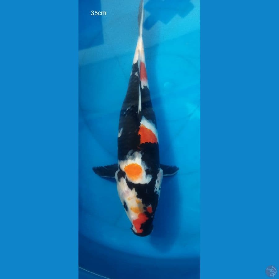 showa 35cm