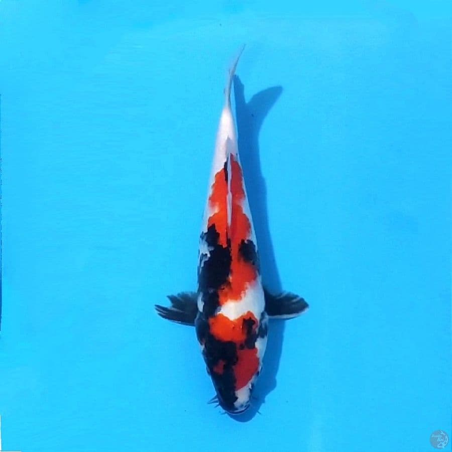 3. SHOWA SANSHOKU 27 CM FEMALE