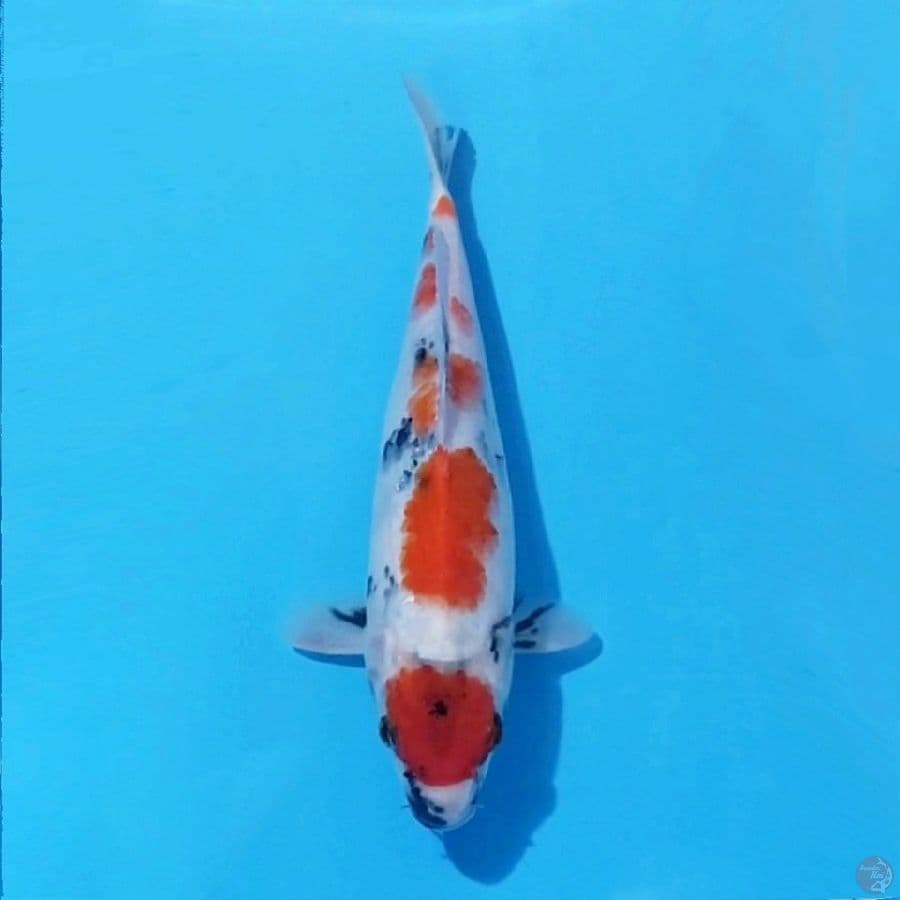 5. MARUTEN SHOWA TATEGOI 27 CM FEMALE