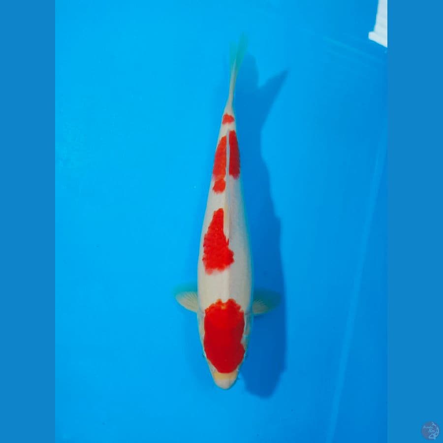 KOHAKU 31 CM MALE