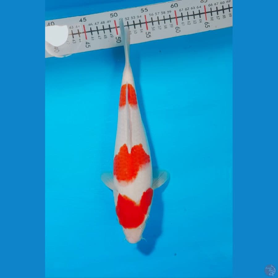 KOHAKU 32 CM FEMALE