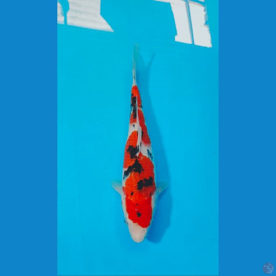 SANKE 28 CM MALE