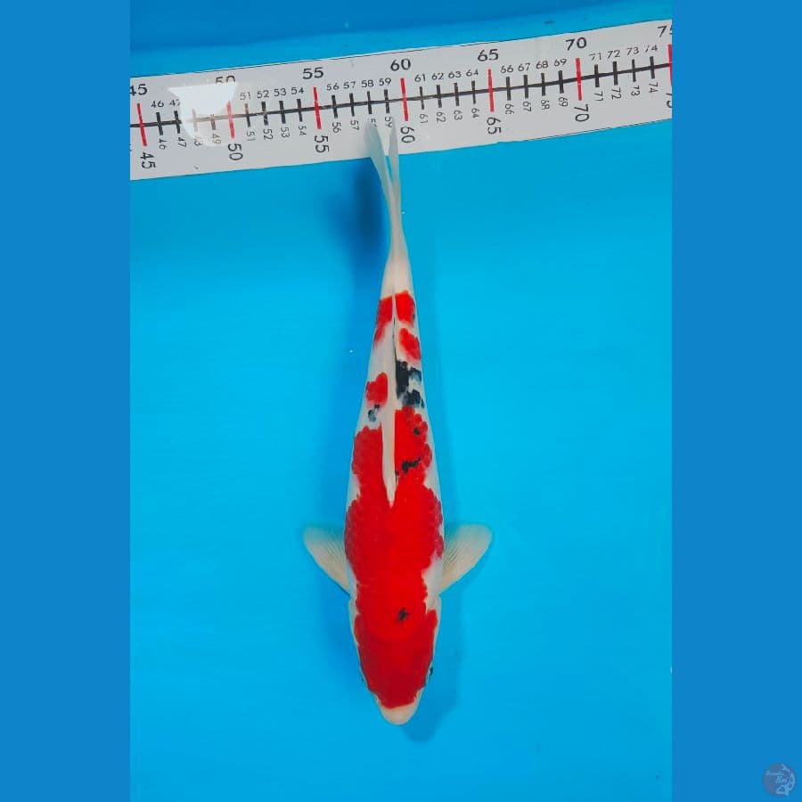 SANKE 32 CM MALE