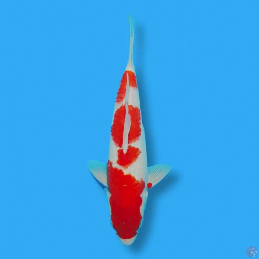 KOHAKU 26CM JANTAN