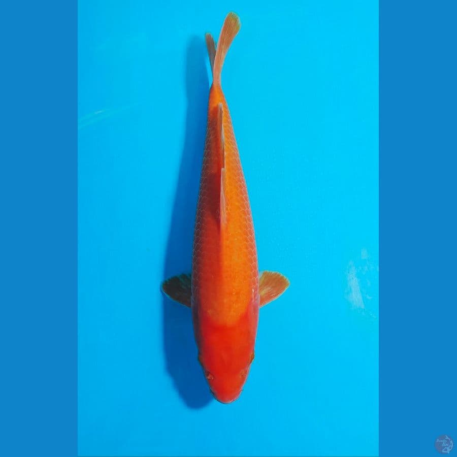 AKAHAJIRO 36 CM