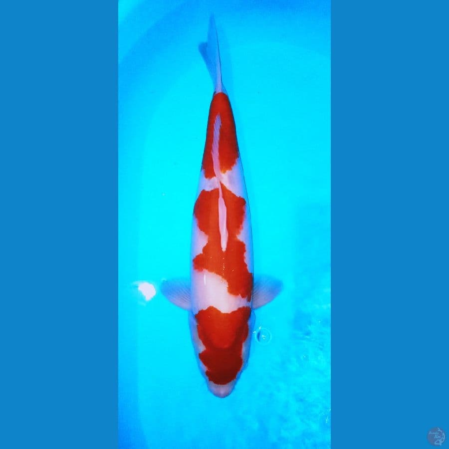 KOHAKU JUMBO SUPER
