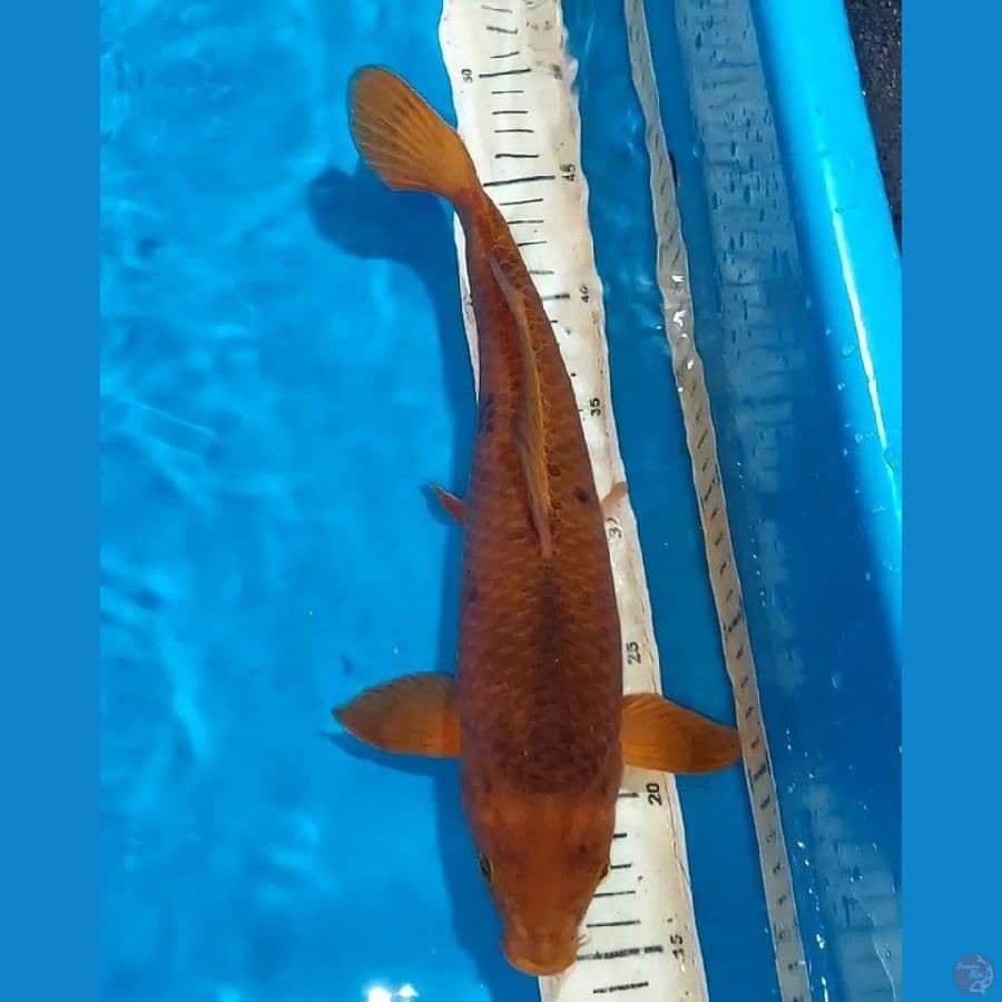 CARAMEL 33 CM