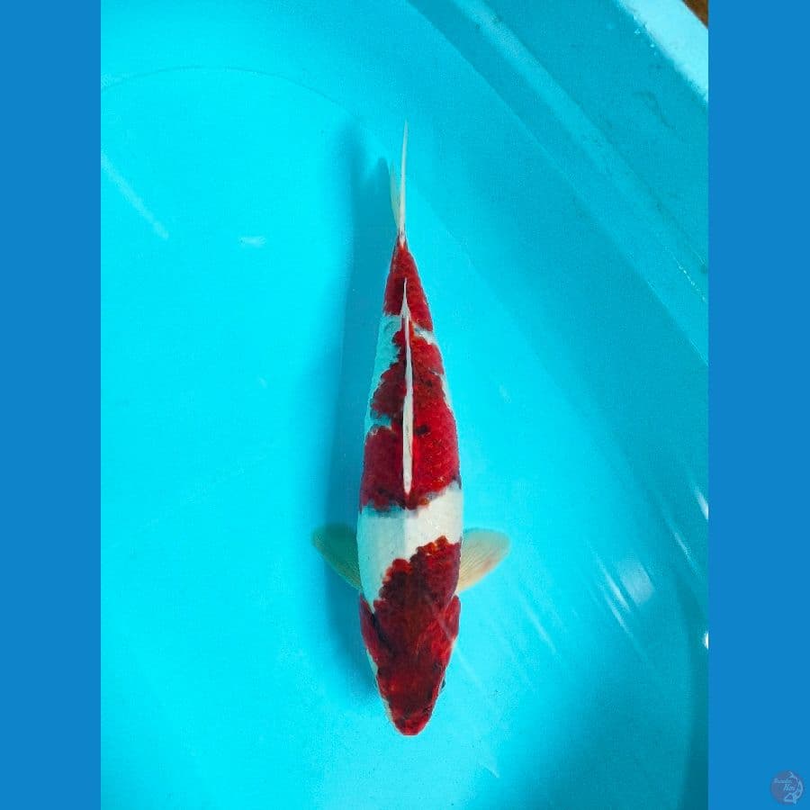 Aigoromo 43cm-male