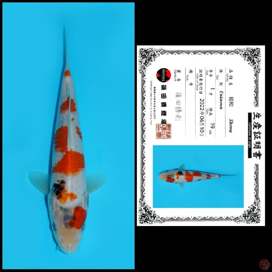 SHOWA SHINODA, 19CM