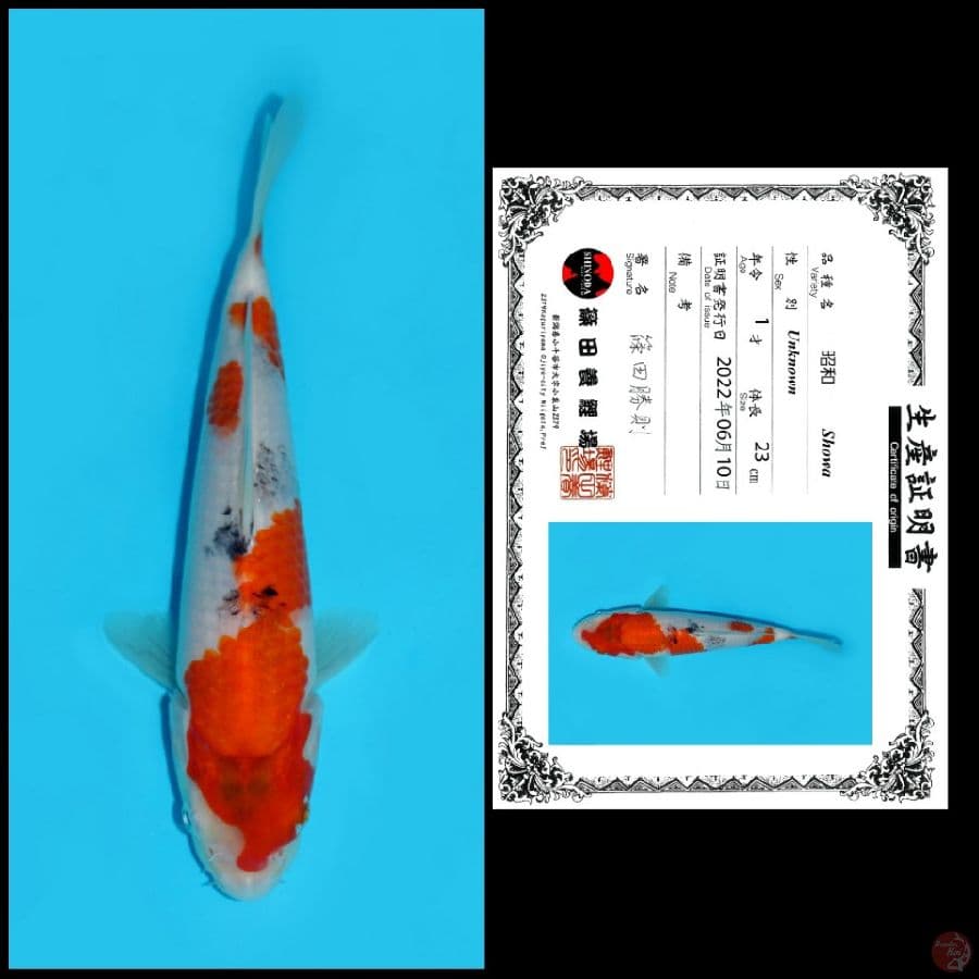 SHOWA SHINODA, 23CM