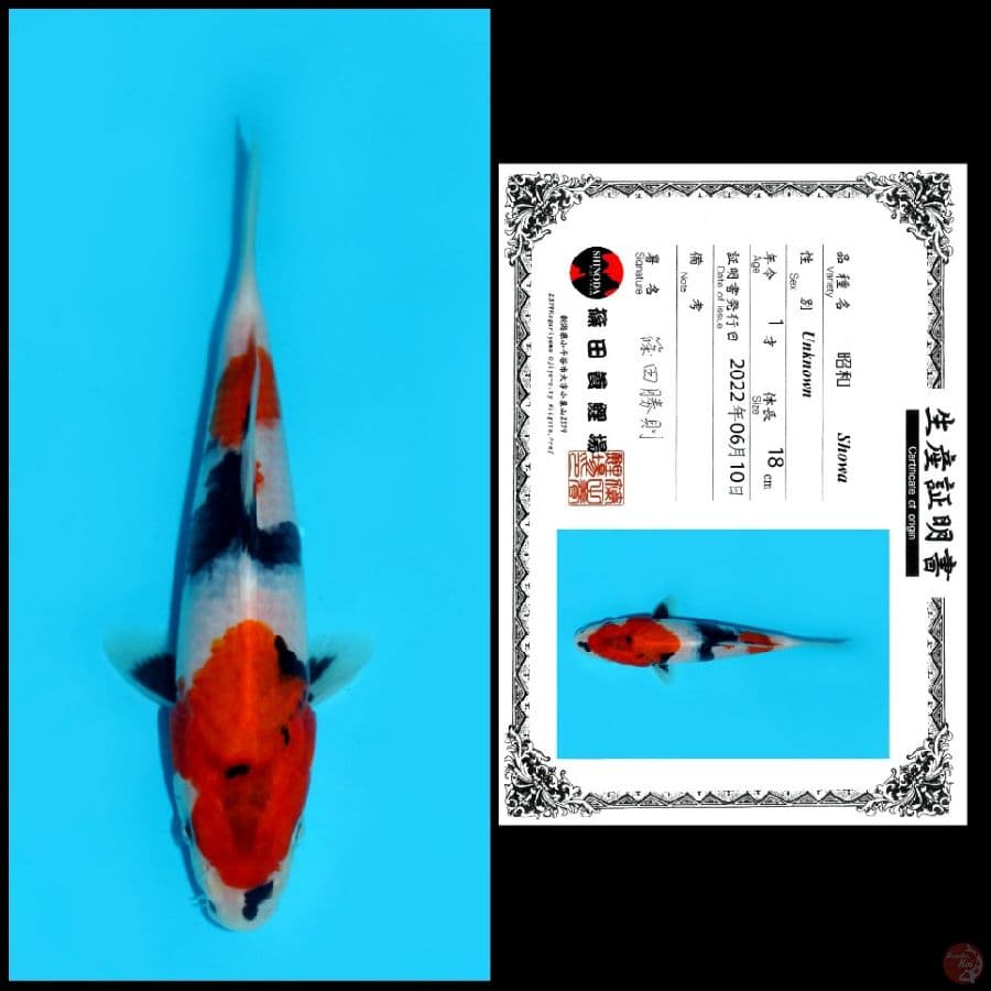 SHOWA SHINODA, 18CM
