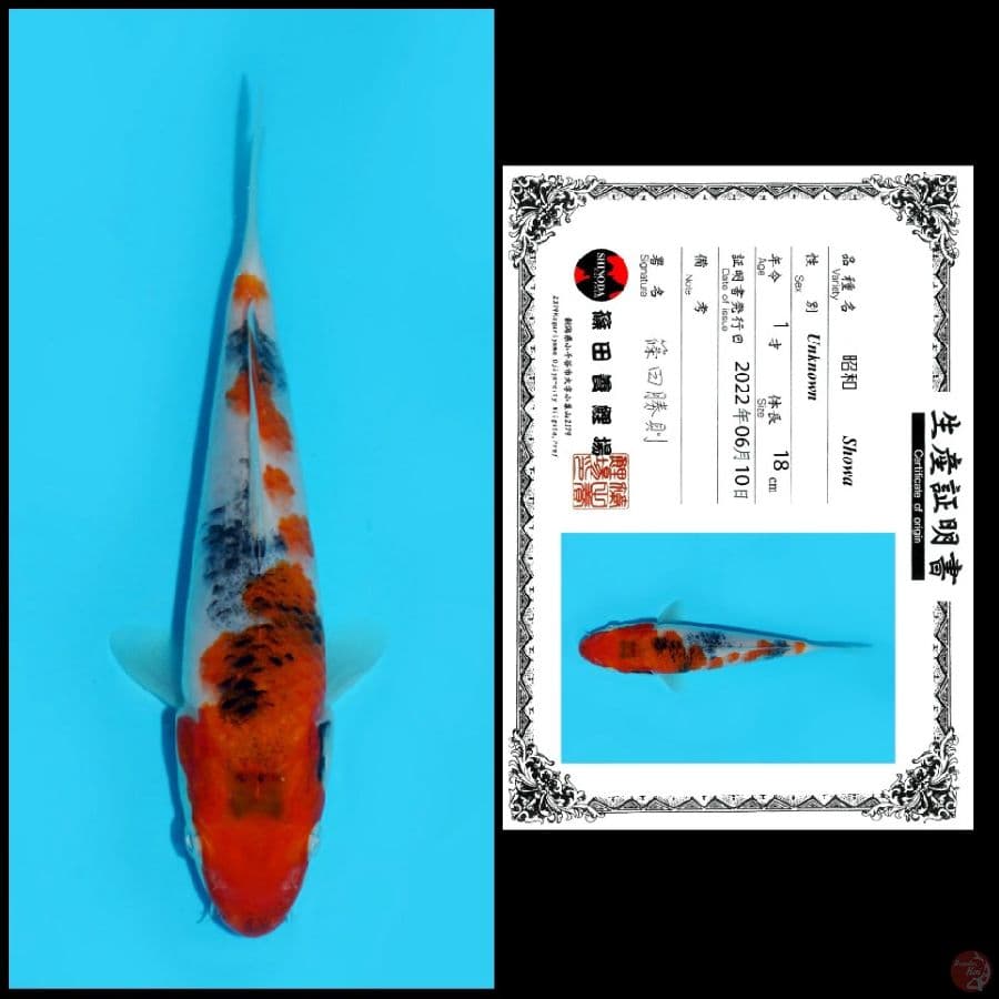 SHOWA SHINODA, 18CM