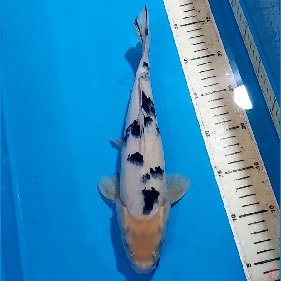 SQ BEKKO 30 CM