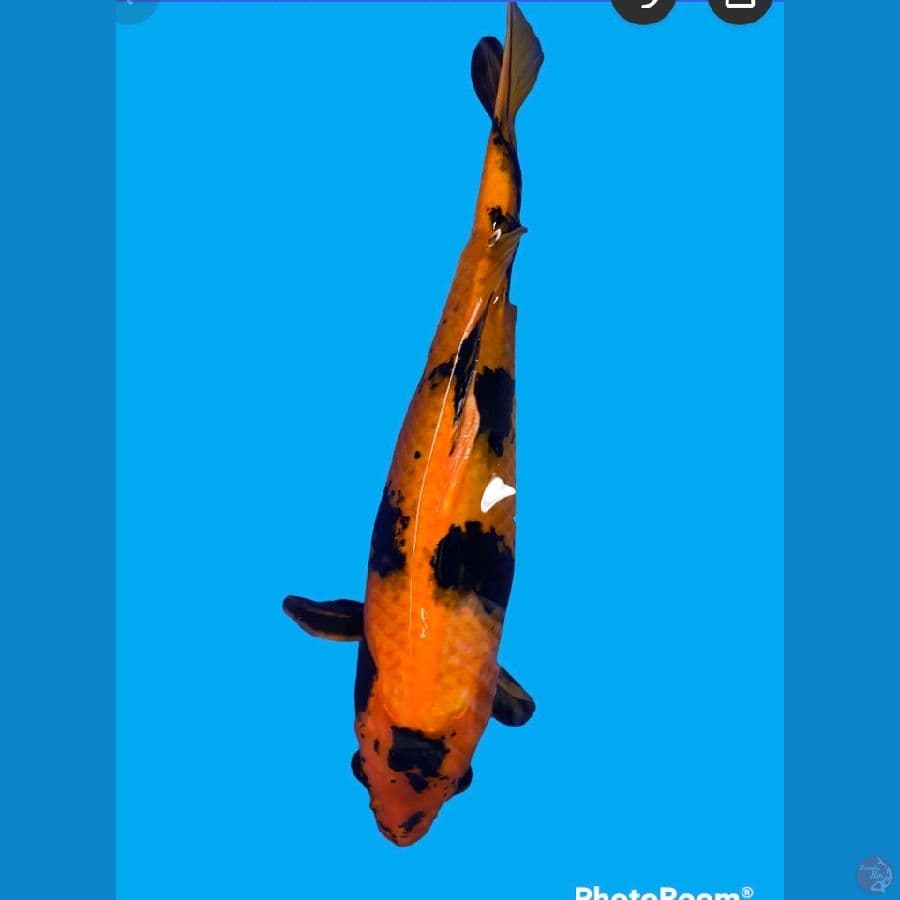 hiutsuri 44cm