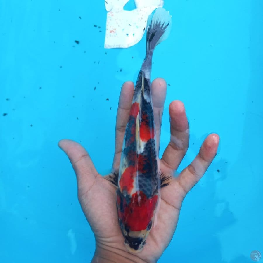 *SHOWA//ML/22 CM*