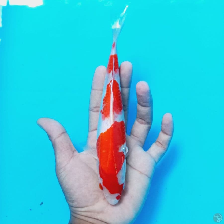 *KOHAKU//ML/23 CM*