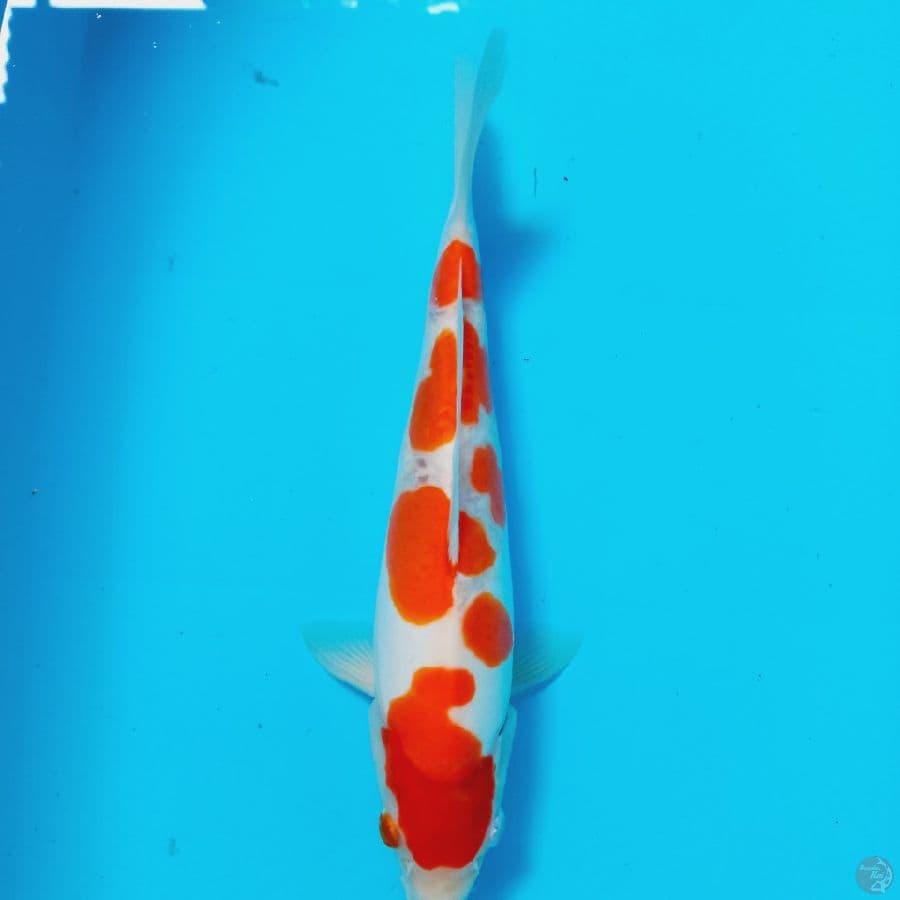 *KOHAKU DOITSU//ML/31 CM*