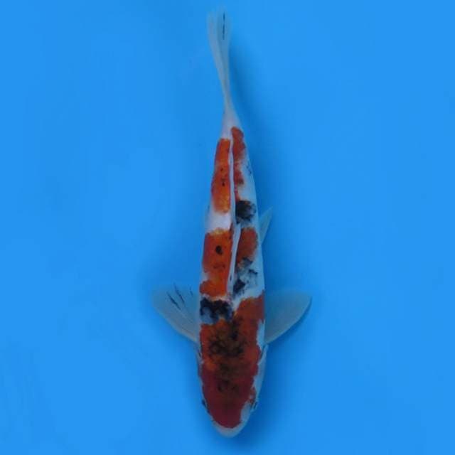 Sanke 28 cm