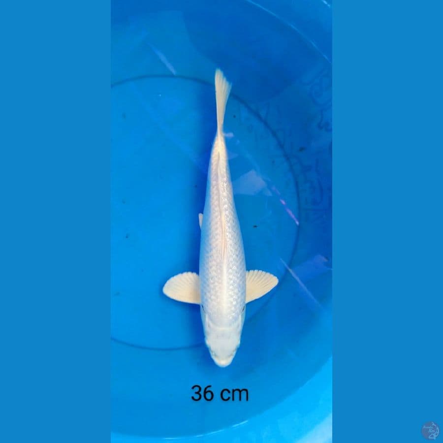 platinum ginrin putih bersih 36 cm