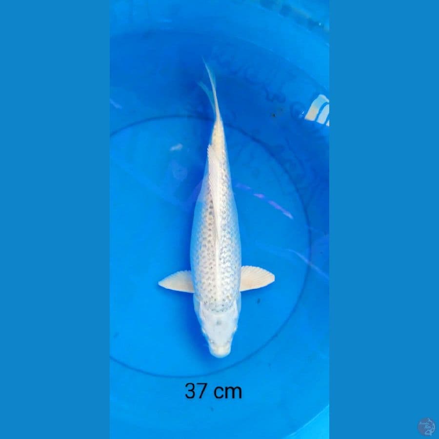 gin matshuba 37 cm