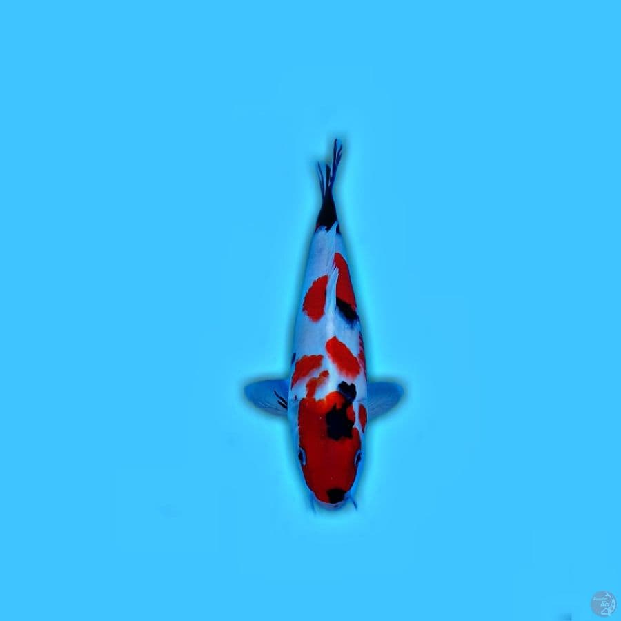 KINDAI SHOWA 32 CM MALE