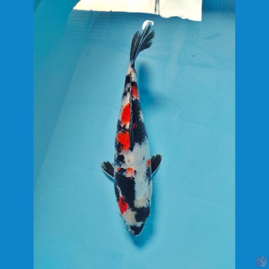 showa 32cm