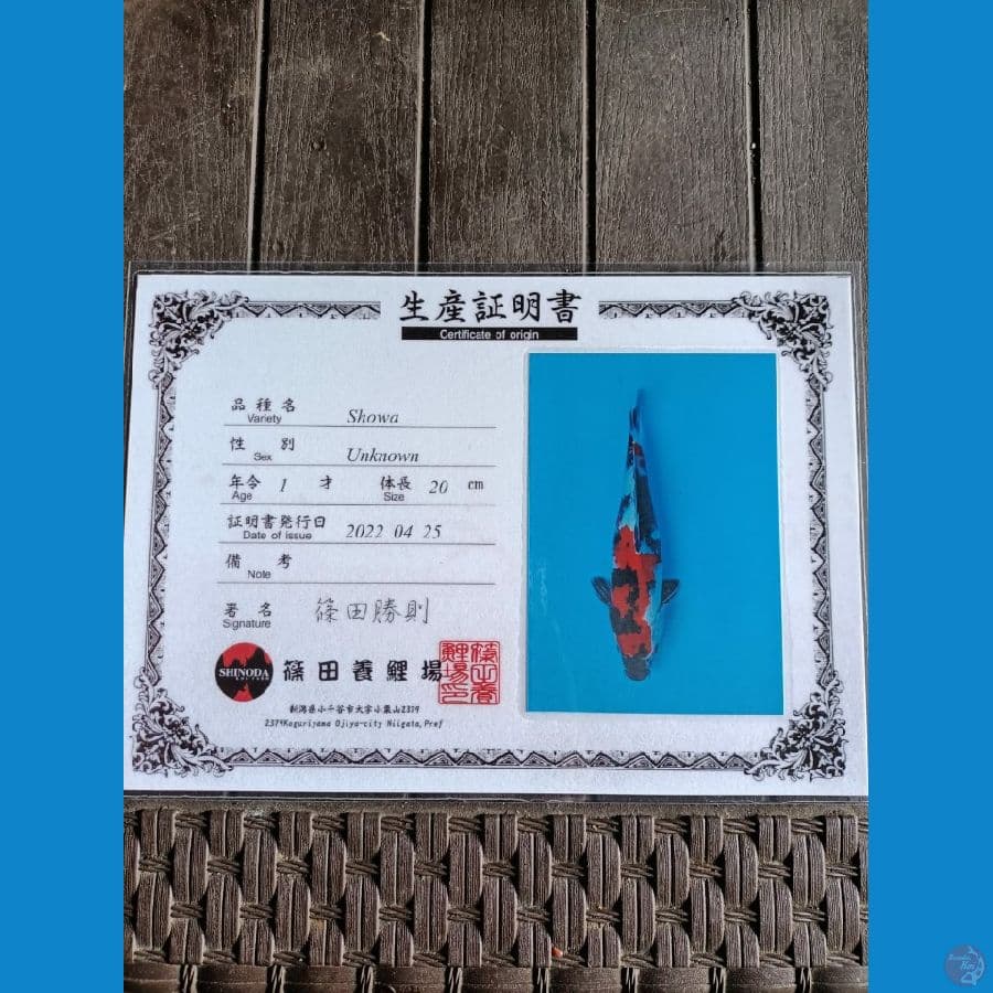 Shinoda Showa 26cm