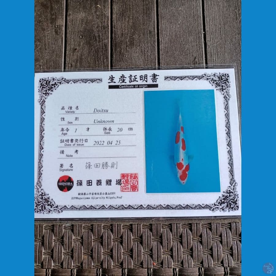 Shinoda Kohaku doitsu 24cm