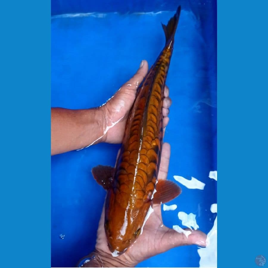 tembaga araboke pejantan 42 cm