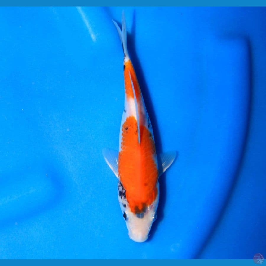 Showa Hikari, 18cm Tategoi