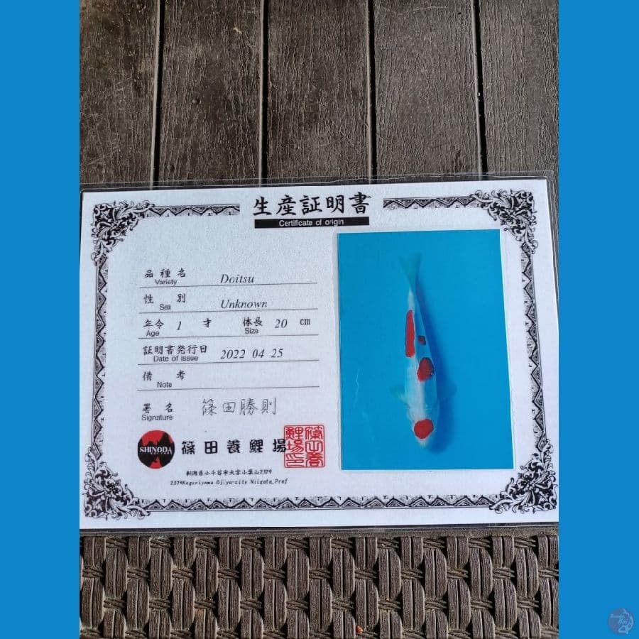 Shinoda Kohaku Doitsu 25cm
