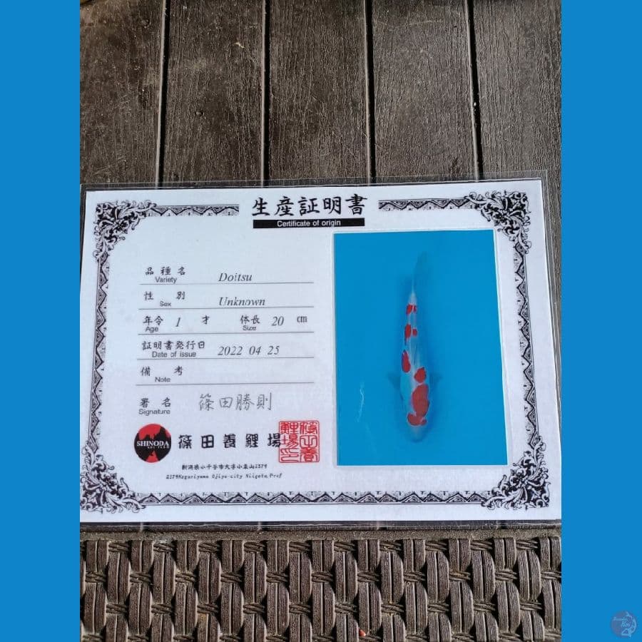 Shinoda Kohaku doitsu 29cm
