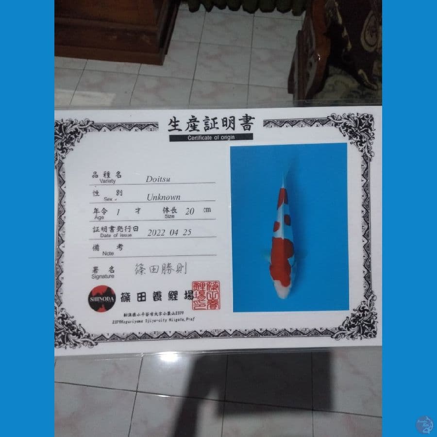 Shinoda Kohaku doitsu 25cm