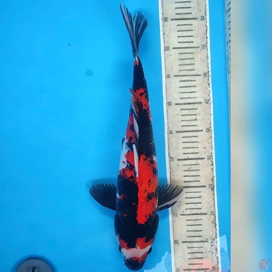 sowa 44cm/m