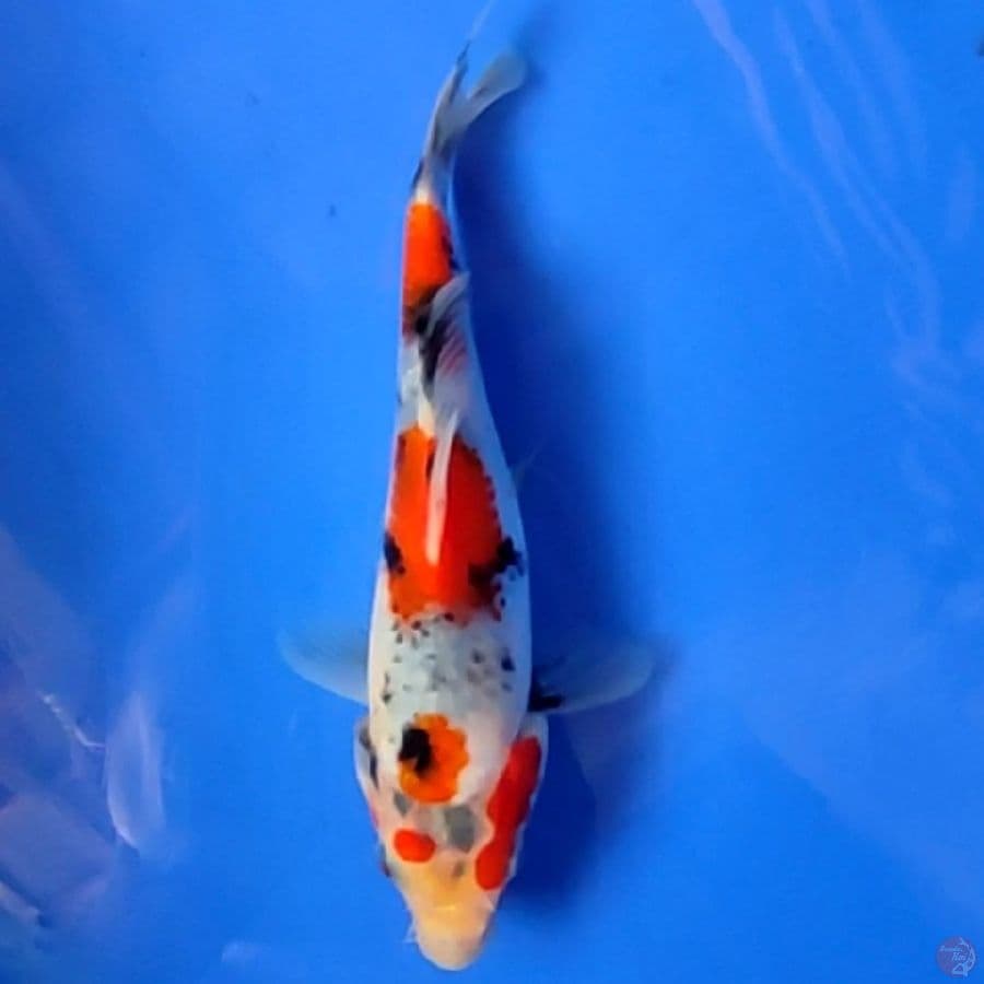 showa 15cm