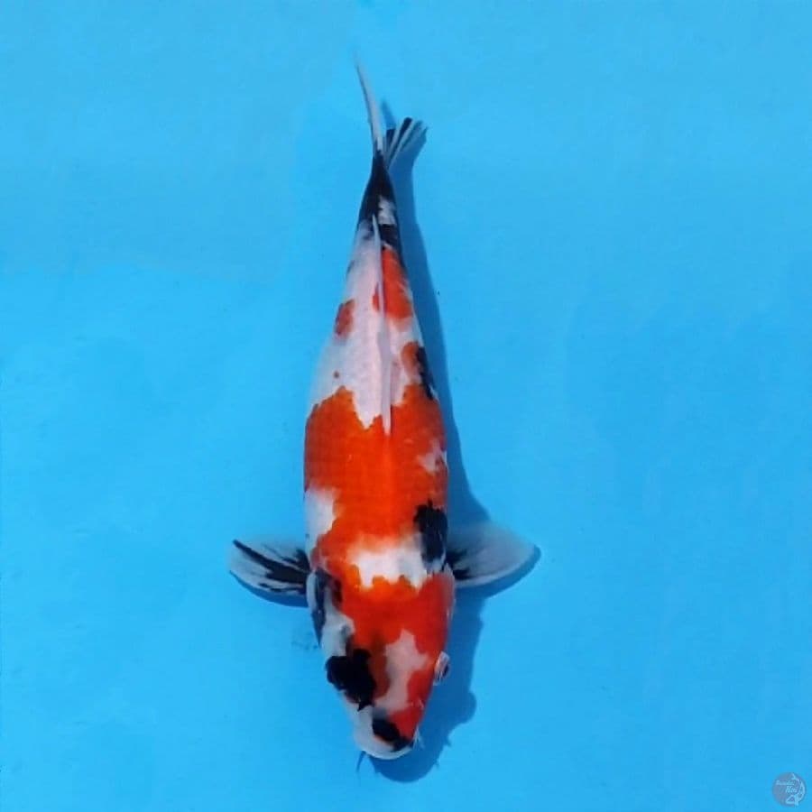 6. SHOWA 27 CM FEMALE