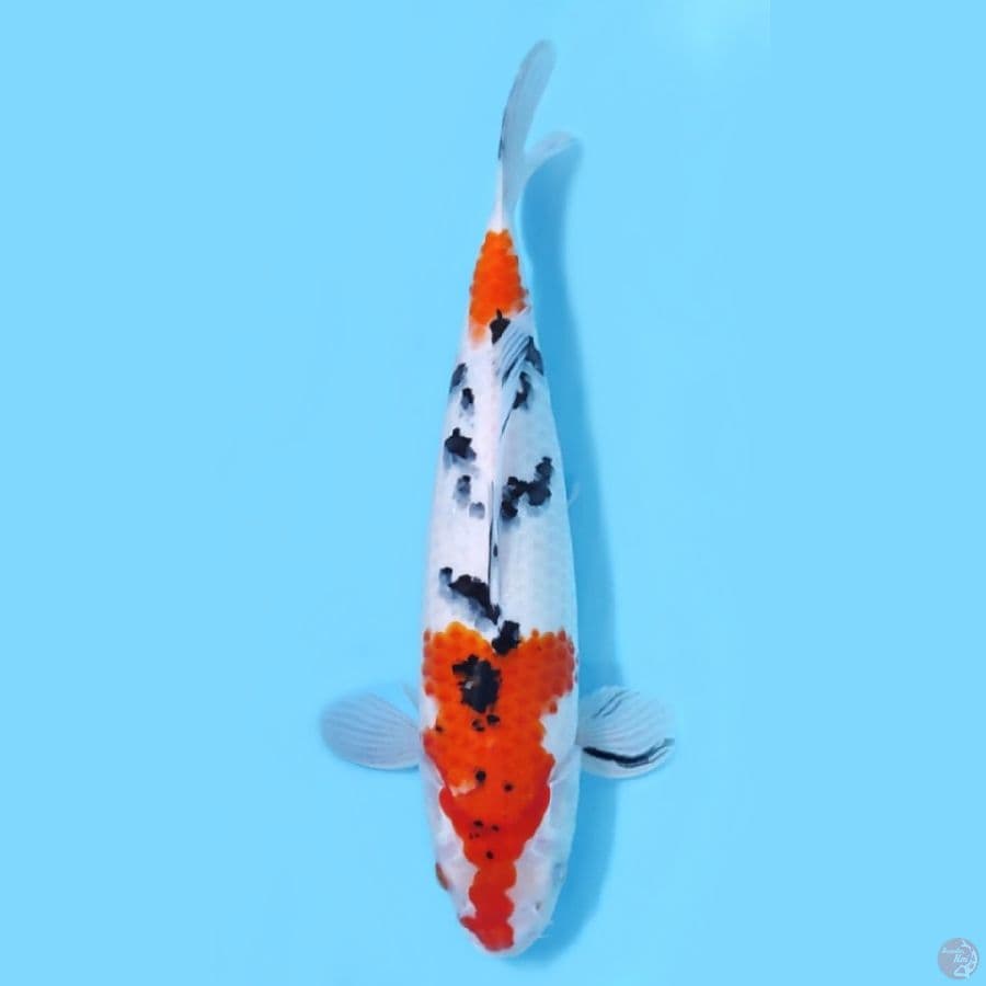 SANKE HQ ~36CM-FEEMALE~