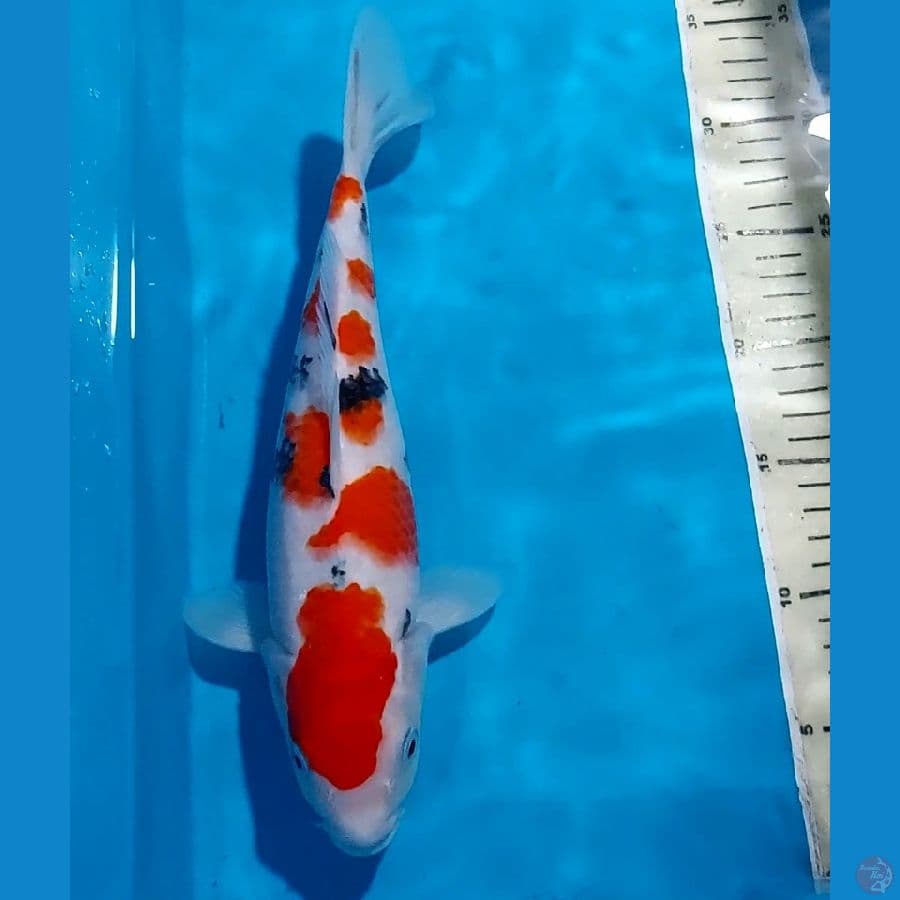 SQ SANKE 31 CM