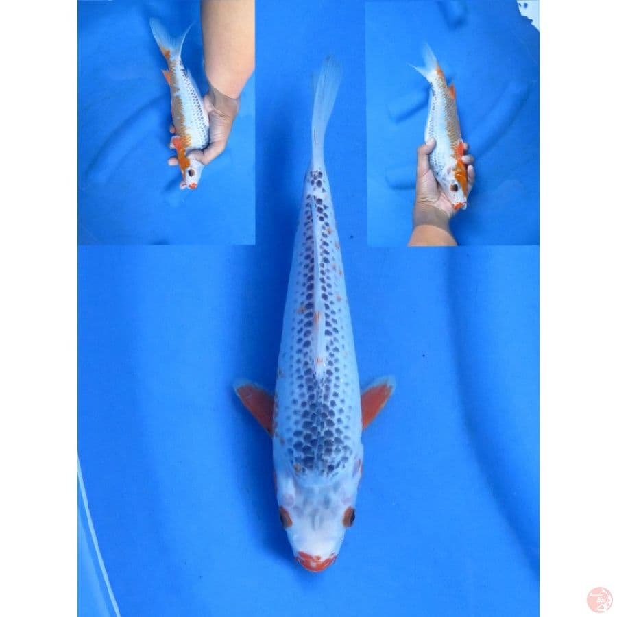 26cm , Asagi - Jntn