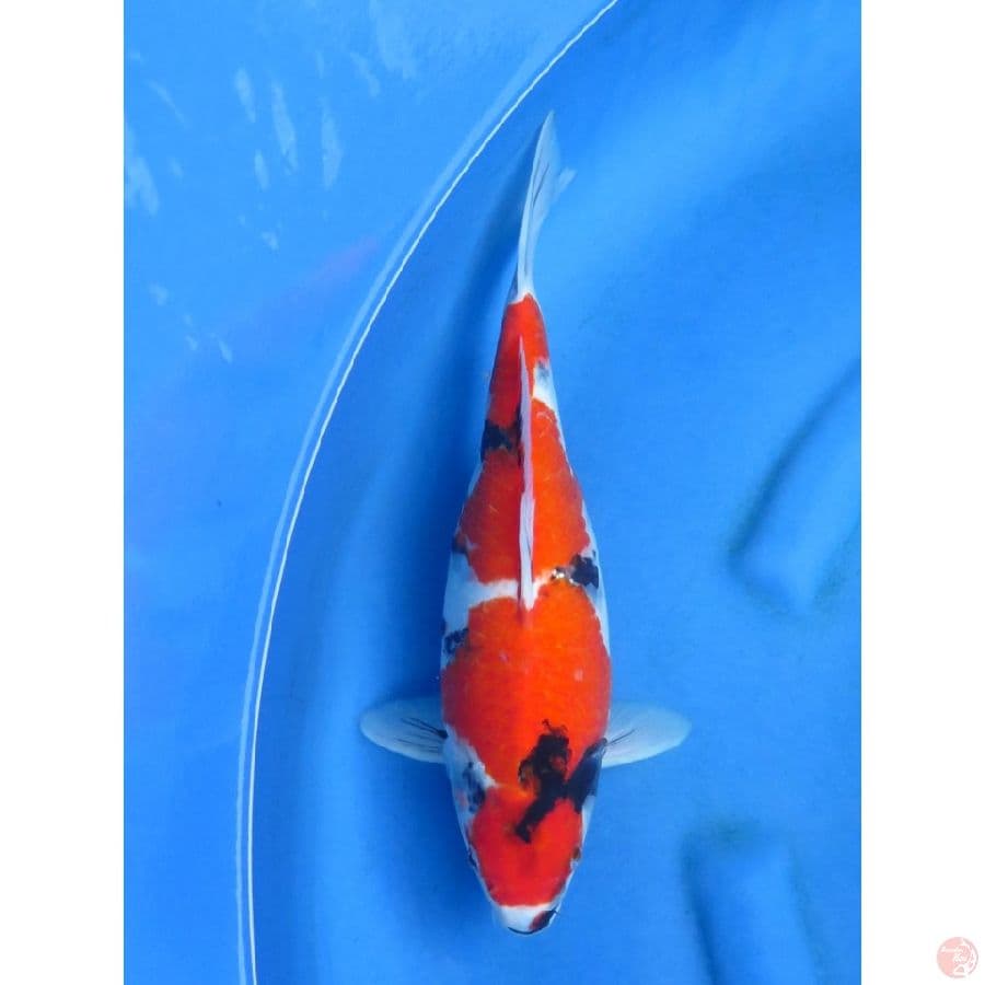 35cm , Red Showa
