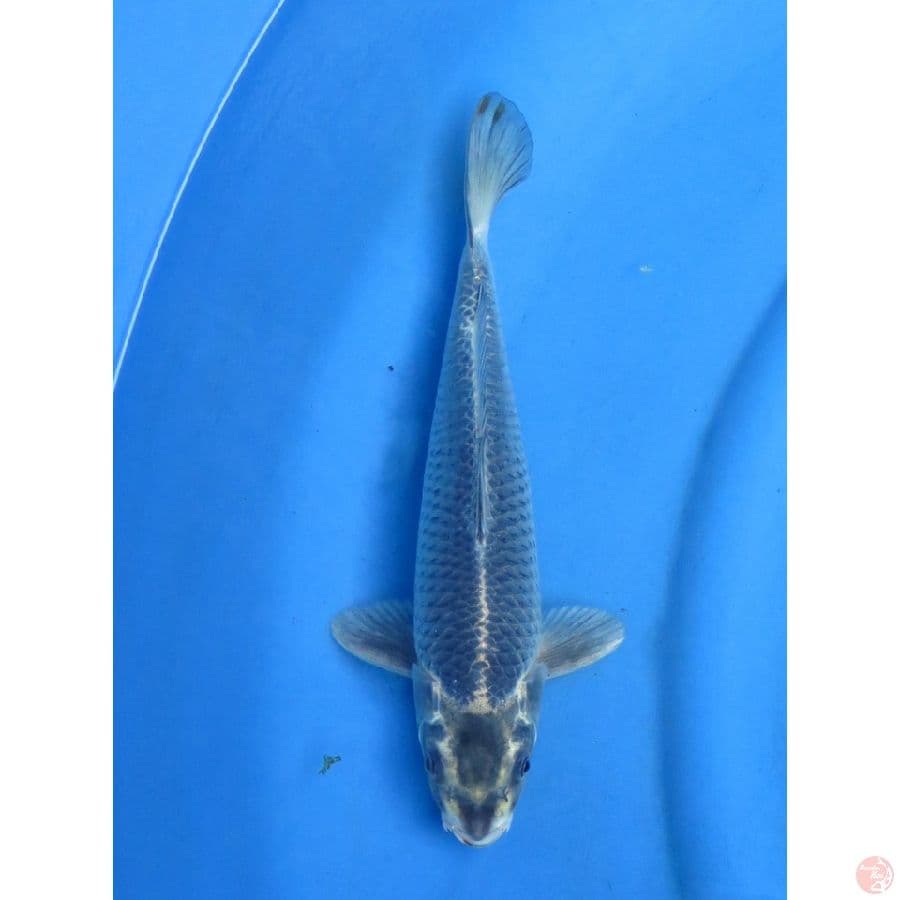 30cm , Black Mukashi Ogon